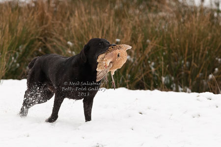 Labrador Retrievers by Countryside Photographer Neil Salisbury Betty Fold Gallery